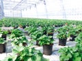 Cultivated ornamental flowers growing in a commercial plactic foil covered horticulture greenhouse