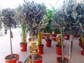 Cultivated ornamental flowers growing in a commercial plactic foil covered horticulture greenhouse