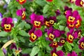 Cultivated pansy. Multicolored flowers of Viola tricolor. Macro shoot in nature Royalty Free Stock Photo