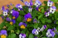 Cultivated pansy. Multicolored flowers of Viola tricolor. Macro shoot in nature Royalty Free Stock Photo