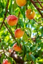 Ripe Georgia Summer Peaches