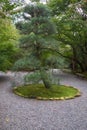 The cultivated  pine tree in the traditional japanese garden in Kyoto. Japan Royalty Free Stock Photo