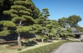 The cultivated pine trees growing along the road at Imperial Palace garden. Tokyo. Japan Royalty Free Stock Photo