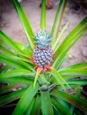A cultivated pineapple Royalty Free Stock Photo