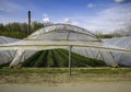 Cultivated plantation in plastic greenhouse