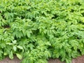 Healthy homegrown organic potatoe plants