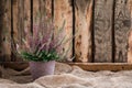 Cultivated potted pink calluna vulgaris or common heather flowers standing on wooden background