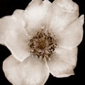 Cultivated pretty Wild Bush Rose flower in sepia tone Royalty Free Stock Photo