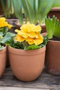 Cultivated primrose, Primula vulgaris, spring flower in garden with other plants around on wooden table. Vertival photo