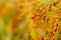 Cultivated proso millet Royalty Free Stock Photo