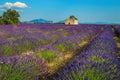 Cultivated purple lavender plantation and countryside scenery, Valensole, Provence, France Royalty Free Stock Photo