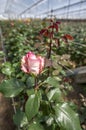 A cultivated rose growing in a greenhouse at Cayambe in Ecuador.