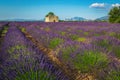Cultivated scented lavender plantation and countryside scenery, Valensole, Provence, France Royalty Free Stock Photo