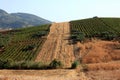 Cultivated Sicilian countryside