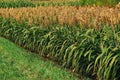 Cultivated sorghum field