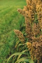 Cultivated sorghum field