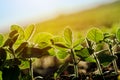 Cultivated soybean furrow