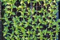 Cultivated sprout Marigold flower growing on tray Royalty Free Stock Photo