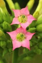 Cultivated tobacco flower Nicotiana tabacum Royalty Free Stock Photo