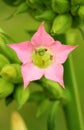 Cultivated tobacco flower Nicotiana tabacum Royalty Free Stock Photo