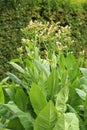 Cultivated tobacco flower Nicotiana tabacum Royalty Free Stock Photo