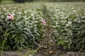 Cultivated trumpet lilies Royalty Free Stock Photo