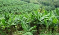 Cultivated valley with banana plantation on tropical island. Caribbean landscape