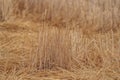 Cultivated wheat field straw over the land