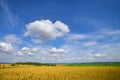 Cultivated wheat field under blue sky with clouds