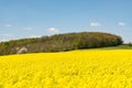 Cultivated yellow raps field in France Royalty Free Stock Photo