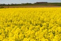 Cultivated yellow raps field in France Royalty Free Stock Photo