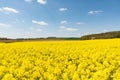 Cultivated yellow raps field in France Royalty Free Stock Photo