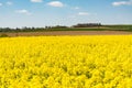 Cultivated yellow raps field in France Royalty Free Stock Photo