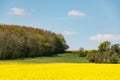 Cultivated yellow raps field in France Royalty Free Stock Photo