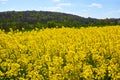 Cultivated yellow raps field in France Royalty Free Stock Photo