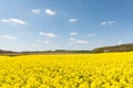 Cultivated yellow raps field in France Royalty Free Stock Photo