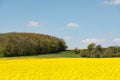 Cultivated yellow raps field in France Royalty Free Stock Photo