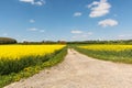 Cultivated yellow raps field and road in France Royalty Free Stock Photo