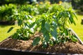 Cultivating bell peppers in summer season. Growing own vegetables in a homestead. Gardening and lifestyle of self-sufficiency