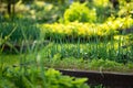 Cultivating carrots and chives in summer season. Growing own vegetables in a homestead. Gardening and lifestyle of self-