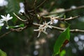 coffee flower blossom on coffee tree branch