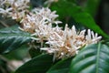 coffee flower blossom on coffee tree branch