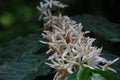 coffee flower blossom on coffee tree branch