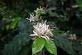 coffee flower blossom on coffee tree branch