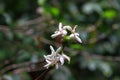 coffee flower blossom on coffee tree branch