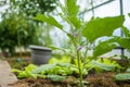 Cultivating eggplants in a greenhouse in summer season. Growing own vegetables in a homestead. Gardening and lifestyle of self-