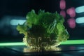 Cultivating Fresh Greens: Growing Lettuce Under Artificial UV Light