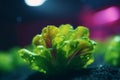 Cultivating Fresh Greens: Growing Lettuce Under Artificial UV Light