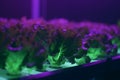 Cultivating Fresh Greens: Growing Lettuce Under Artificial UV Light