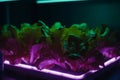 Cultivating Fresh Greens: Growing Lettuce Under Artificial UV Light